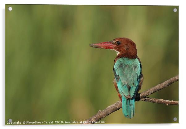 White-throated Kingfisher, Halcyon smyrnensis Acrylic by PhotoStock Israel