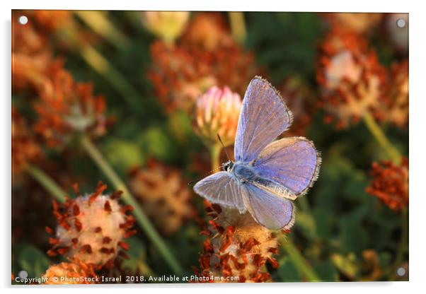 Common Blue (Polyommatus icarus) Acrylic by PhotoStock Israel