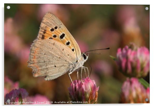 The Small Copper Acrylic by PhotoStock Israel