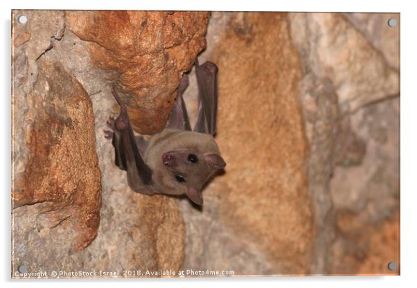 Fruit bats, Pteropodidae, Acrylic by PhotoStock Israel