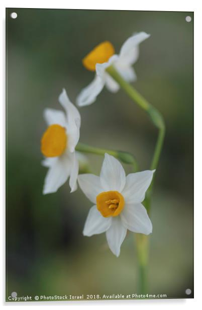 Narcissus tazetta, Chinese Sacred Lily Acrylic by PhotoStock Israel