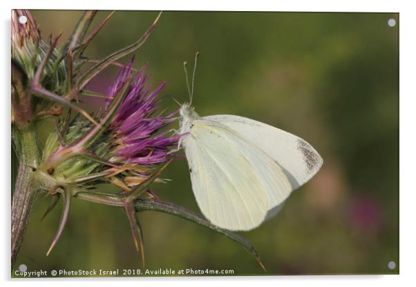 Cabbage White (Pieris brassicae) Acrylic by PhotoStock Israel
