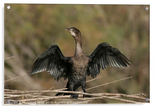 Pygmy Cormorant (Phalacrocorax pygmaeus) Acrylic by PhotoStock Israel