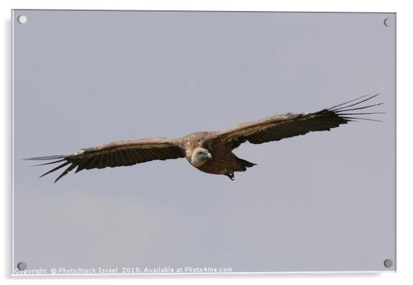 Griffon Vulture, (Gyps fulvus) in flight Acrylic by PhotoStock Israel