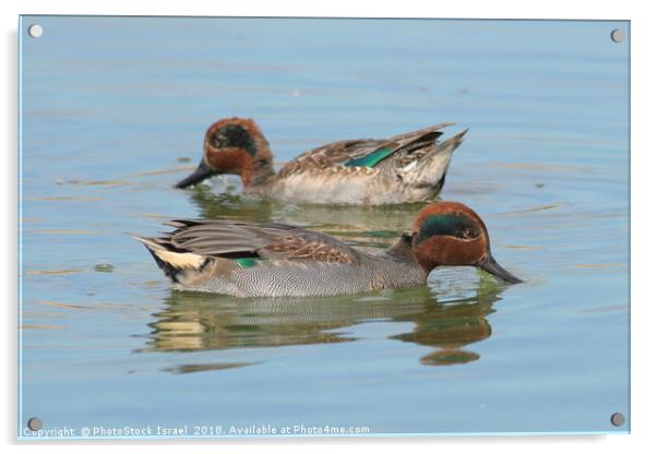 male Common Teal (Anas crecca) Acrylic by PhotoStock Israel