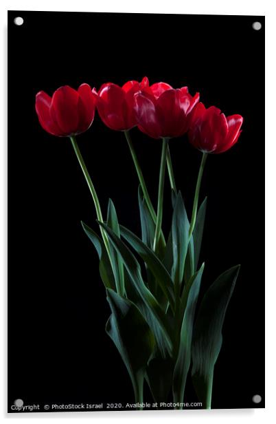 vibrant red tulips on black  Acrylic by PhotoStock Israel
