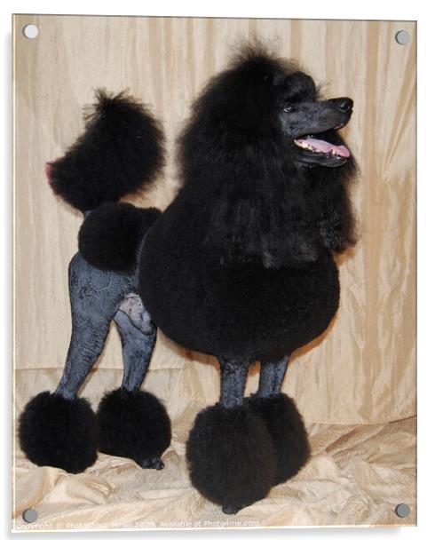 black standard poodle Acrylic by PhotoStock Israel
