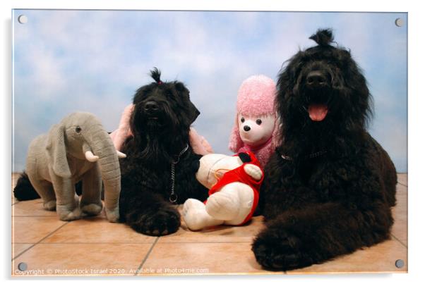 2 black miniature poodles Acrylic by PhotoStock Israel