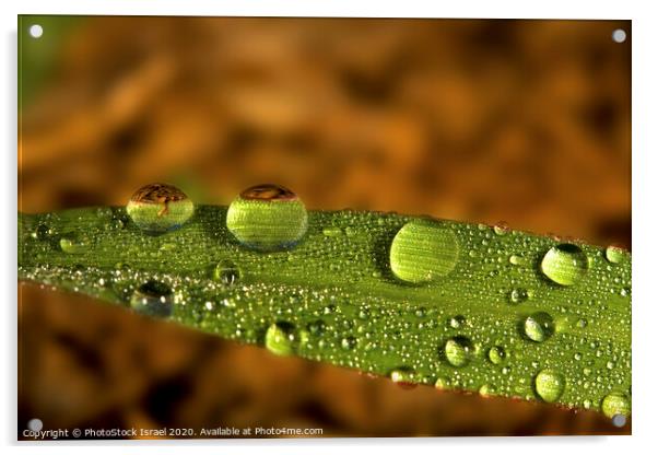 Water droplet on a leaf Acrylic by PhotoStock Israel