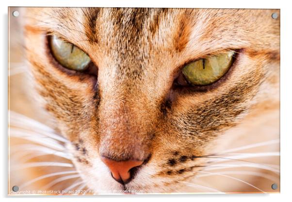 Close up of the face of a ginger cat Acrylic by PhotoStock Israel