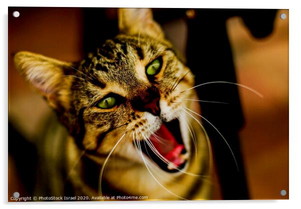 Close up of a cat Acrylic by PhotoStock Israel