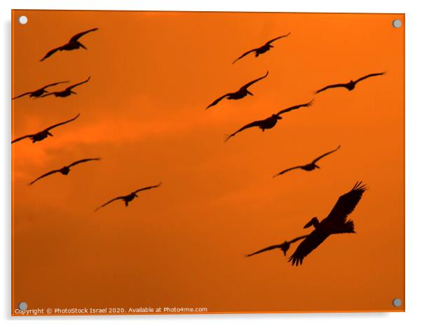 Pelicans in flight Acrylic by PhotoStock Israel