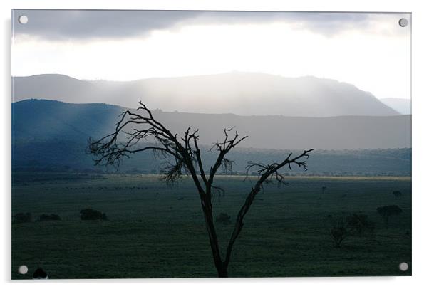 Kenya Tree Acrylic by Adam Levy