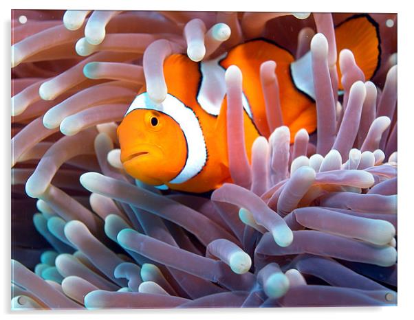 Clownfish in Reef Acrylic by Adam Levy