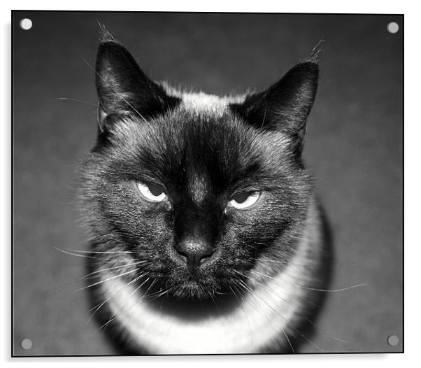 Angry Cat Acrylic by Shara Burrows