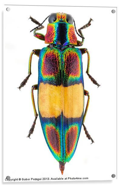 Chrysochroa fulgens jewel Beetle Acrylic by Gabor Pozsgai