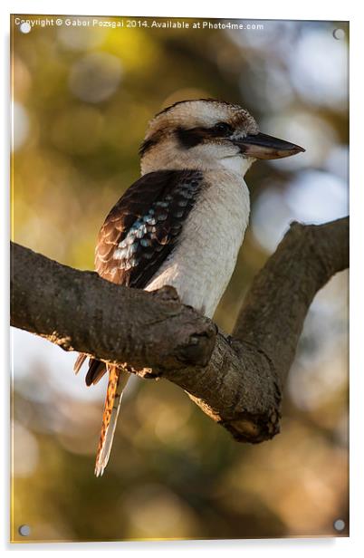 Laughing Kookaburra (Dacelo novaeguineae) Acrylic by Gabor Pozsgai