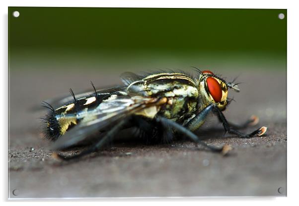 Beatiful fly Acrylic by Gabor Pozsgai