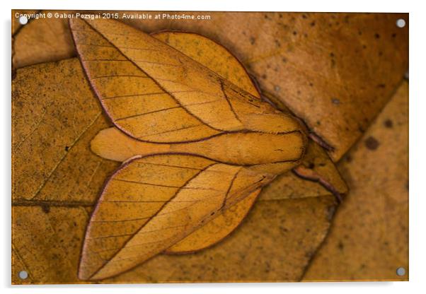 Oiticella convergens moth Acrylic by Gabor Pozsgai