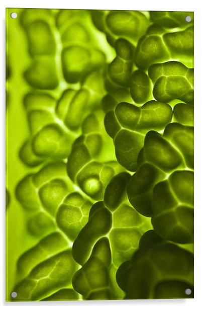 Close-up of a backlit savoy cabbage Acrylic by Gabor Pozsgai