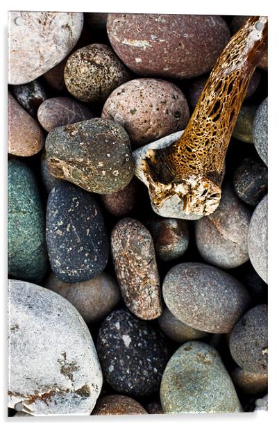 Coloured pebbles and seaweed skeleton on coast Acrylic by Gabor Pozsgai