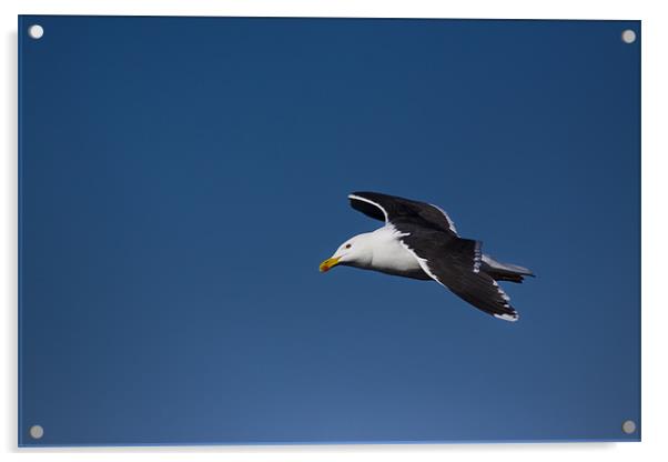 Great Black-backed Gull (Larus marinus) in flight Acrylic by Gabor Pozsgai