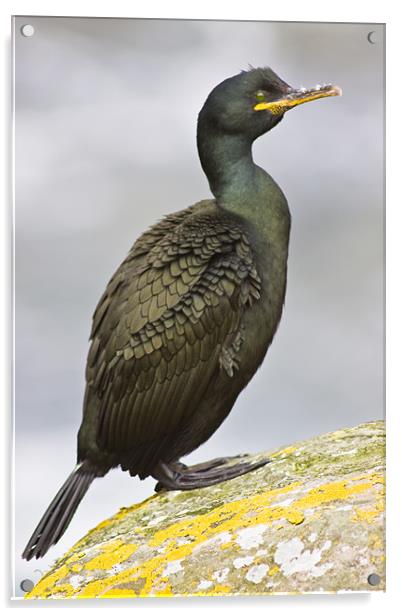 European Shags (Phalacrocorax aristotelis) Acrylic by Gabor Pozsgai