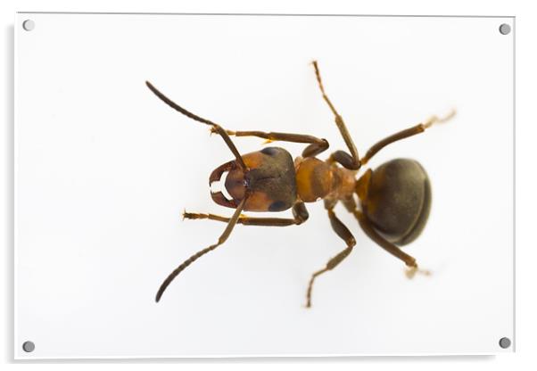 Scottish Wood Ant (Formica aquilonia) Acrylic by Gabor Pozsgai