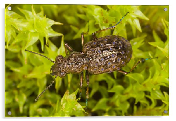 Elaphrus cupreus ground beetle Acrylic by Gabor Pozsgai