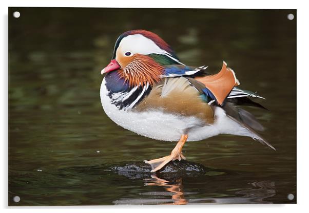 Mandarin duck (Aix galericulata) Acrylic by Gabor Pozsgai