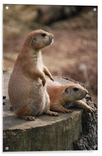 Prairie Dogs Acrylic by Rebekah Drew