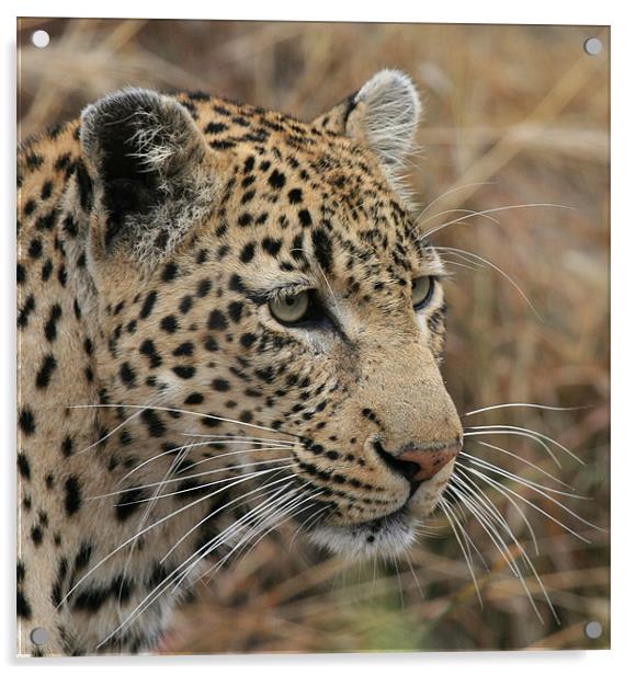 Leopard Acrylic by nikola oliver