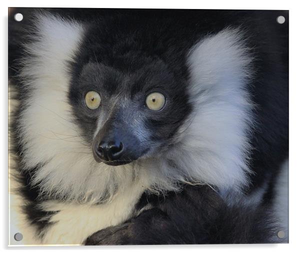 Black & White Ruffed Lemur Acrylic by nikola oliver