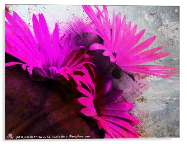 floral abstract Acrylic by joseph finlow canvas and prints