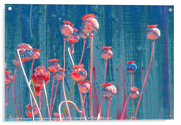Tall Poppies Acrylic by joseph finlow canvas and prints