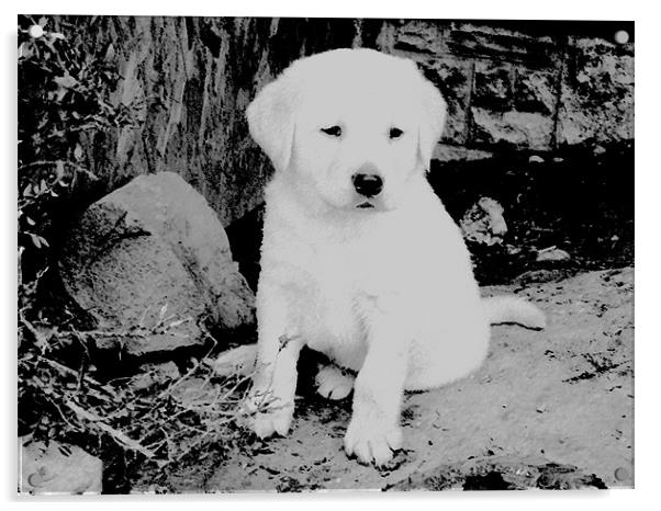 Labrador puppy Black & White Acrylic by Paul Murray