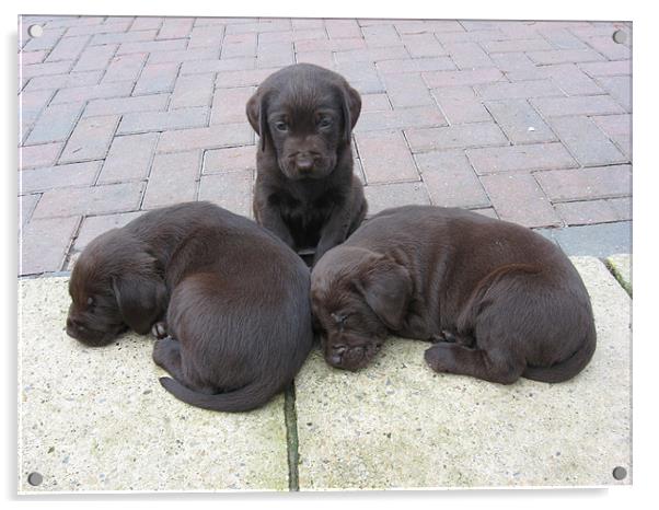 chocolate labrador puppies Acrylic by Paul Murray
