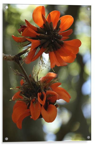 Orange Flora Acrylic by lindsey Marsh