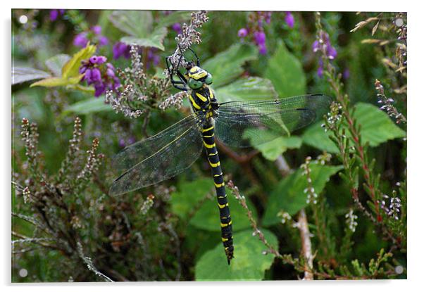 Golden-Ringed Dragonfly, 'Cordulegaster boltonii' Acrylic by Jim Hibbard