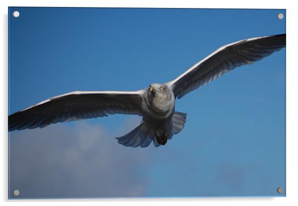 Whitby Seagull Acrylic by James Holmes