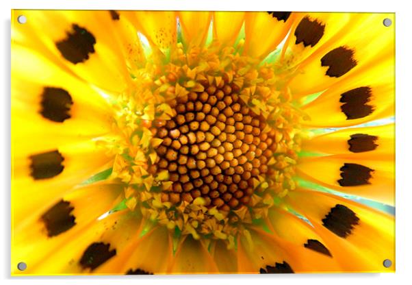sunflower Acrylic by nehru sulejmanovski