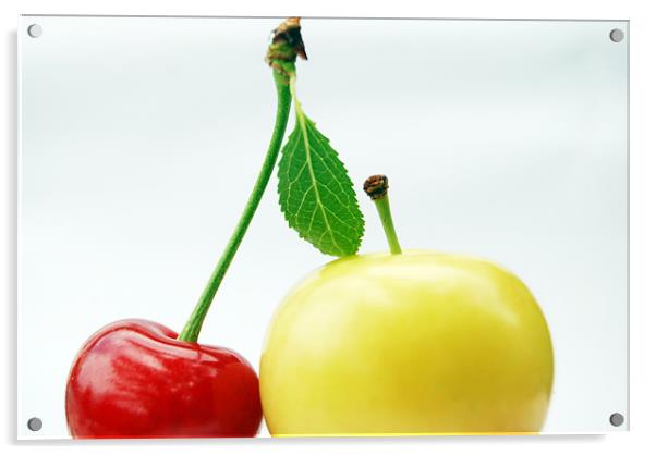 plum and cherry Acrylic by nehru sulejmanovski
