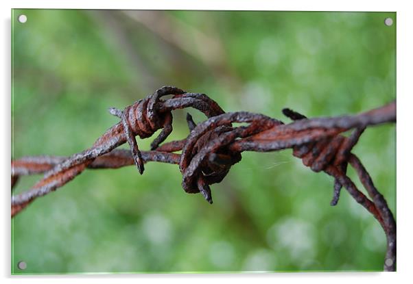 barbed wire Acrylic by david hopson