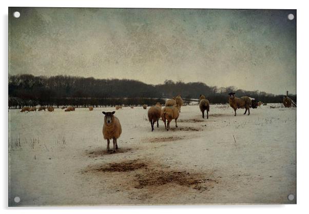 Winter Sheep Acrylic by Sarah Couzens
