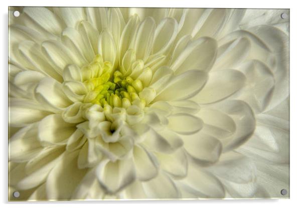 White Chrysanthemum Acrylic by Sarah Couzens