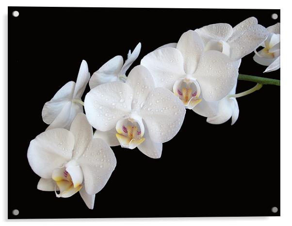 White Orchids Acrylic by Sarah Couzens