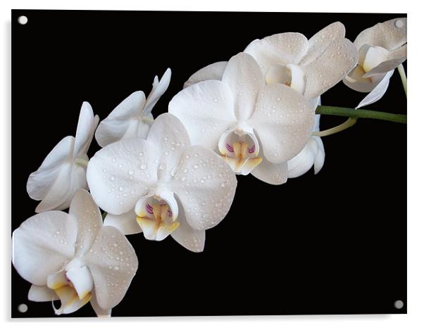 White Orchids Acrylic by Sarah Couzens