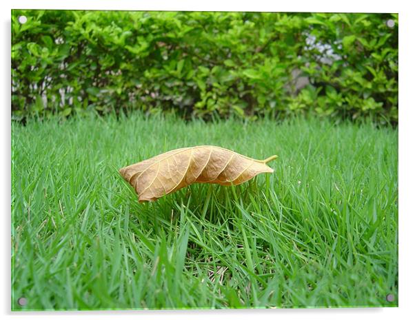 leaf Acrylic by swapan nagpal