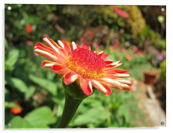 flower  Acrylic by swapan nagpal