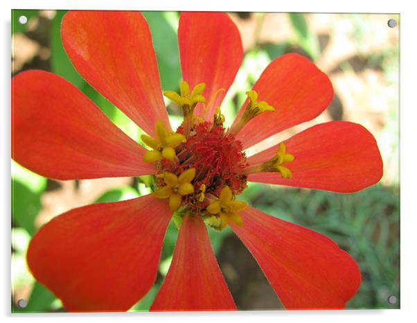 red flower Acrylic by swapan nagpal